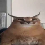 Чат с приколом
