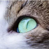 Скорая помощь заводчикам кошек