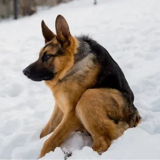 Собака (не) сутулая